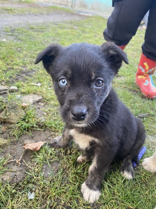 Віддам в добрі руки