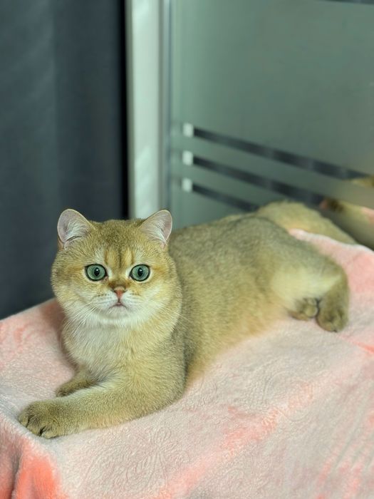 Плюшевый британский мальчик