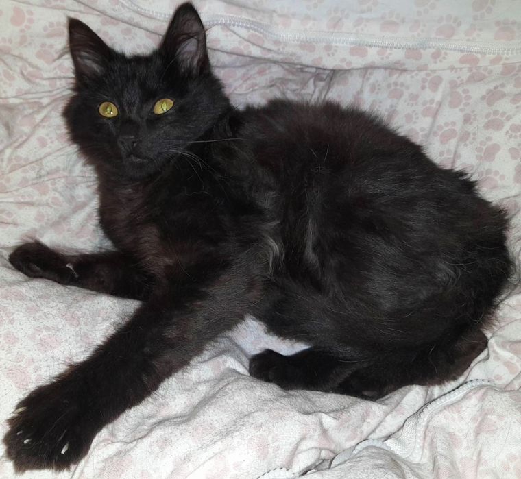 Пушистый черный котенок, Багир, 2.5 мес. Черный котик, кот.