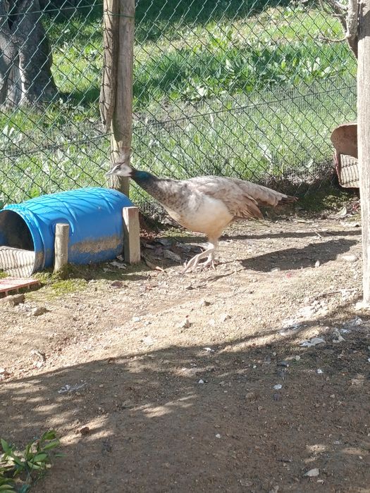 Pavoa bronze         .