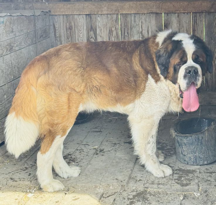 Сенбернар Одеса