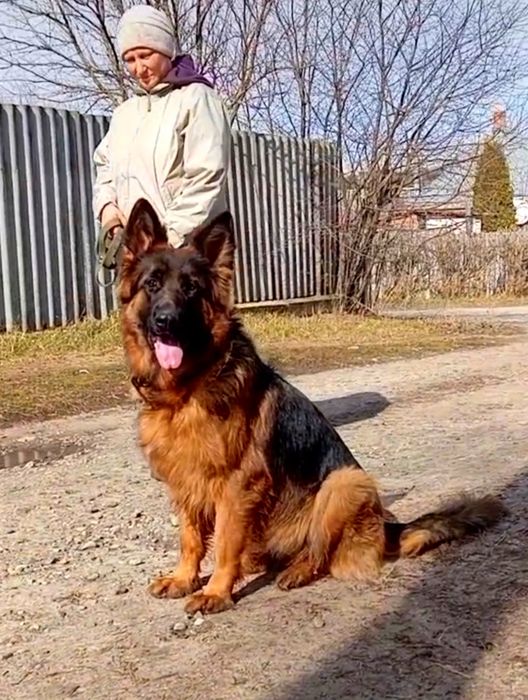 Щенки нем овчарки из питомника.