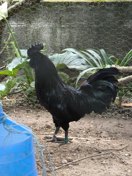 Ovos de galinha galados várias raças