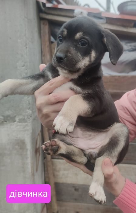 Віддається цуценя в добрі руки