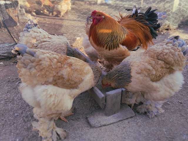 Яйце на інкубацію.Курчат.Брама  лососева, колумбійське золото, мрамор.