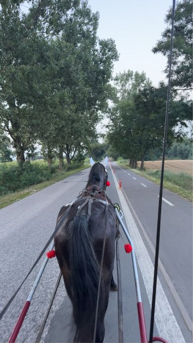 Sprzedam klacz śląska