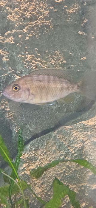 Para  Benga Sunshine Peacock Aulonocara Baenschi Benga