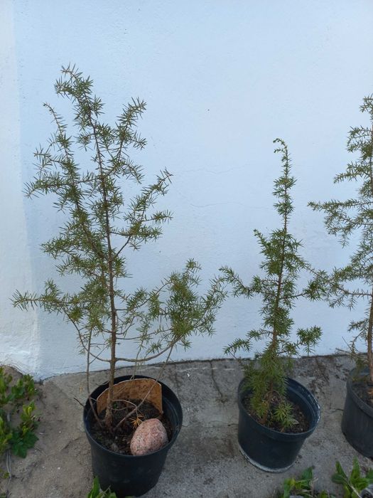 Jałowiec pospolity w doniczce - dobrze znosi susze: 80 cm wysokości