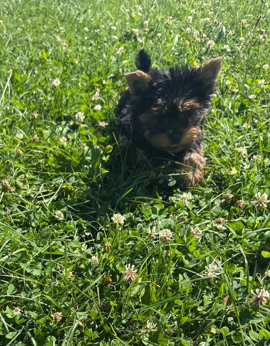 Yorkshire terrier miniaturka samiec