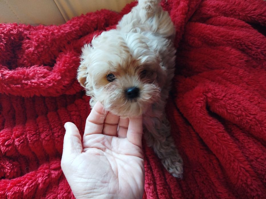 Maltipoo śliczna sunia