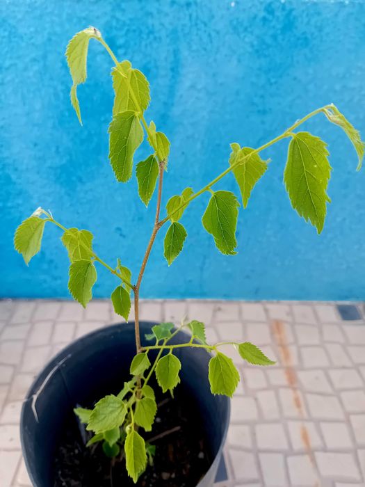 Arvore Lódão bastardo celtis Australis