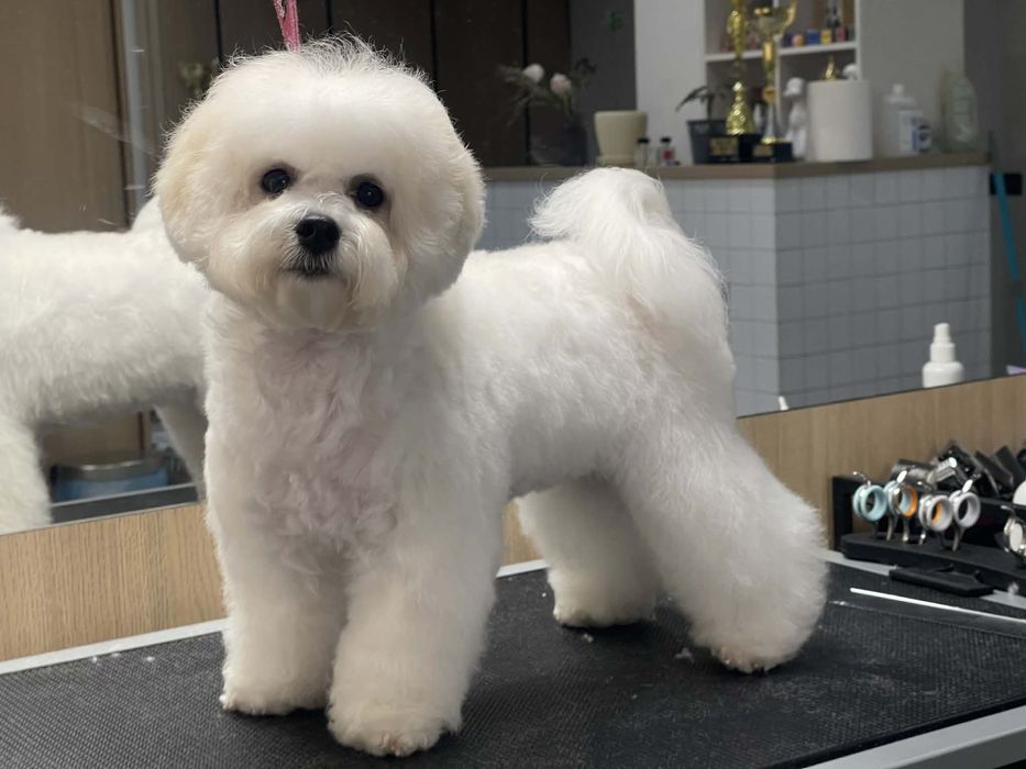 Бішон фрізе цуценята