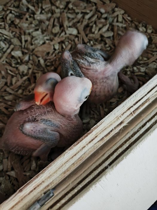 Cedo 30 ring necks para criar a mão