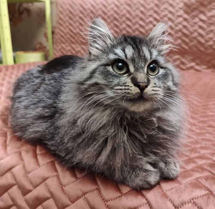 Братики Лорд та Фродо в добрі руки !