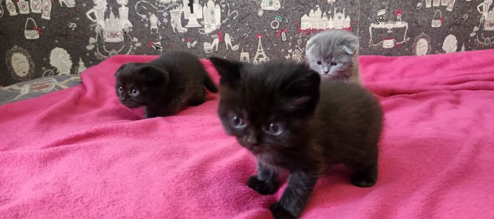 Шотландські кошенята