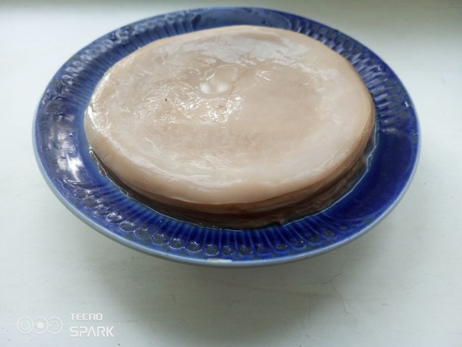 Чайный гриб ( домашний )