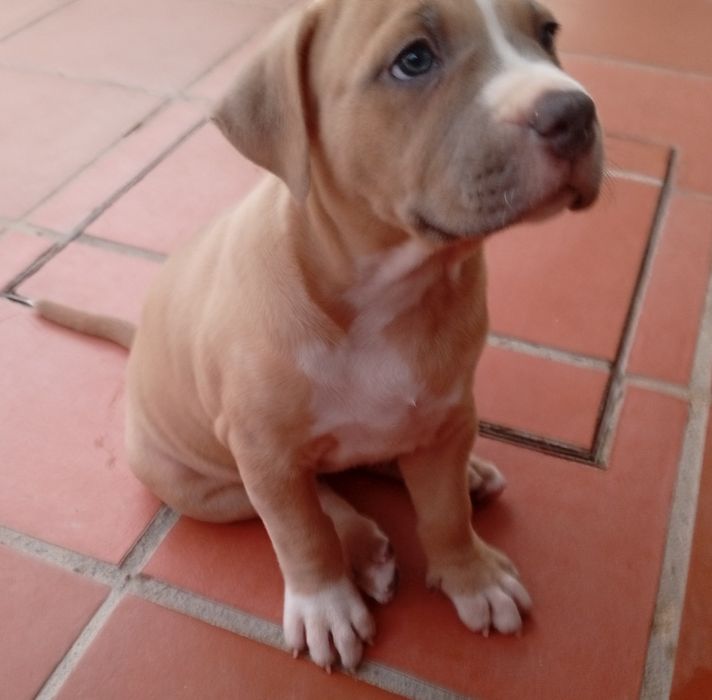 American Staffordshire Terrier