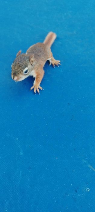 Wiewiórki hudsona hudsony hudson młode z tego roku samice samce pary