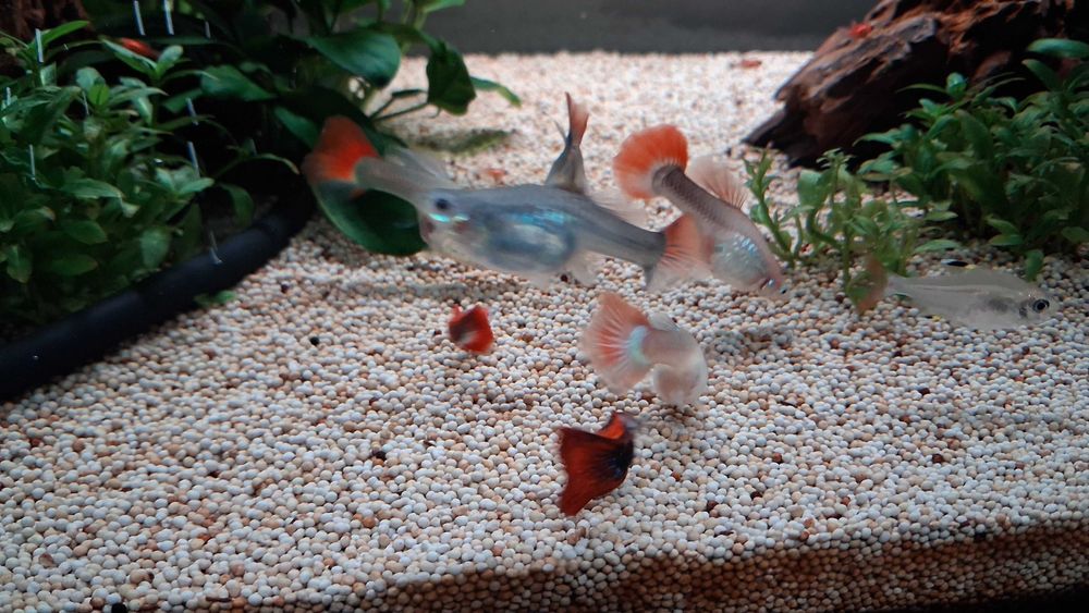 Guppys machos para venda
