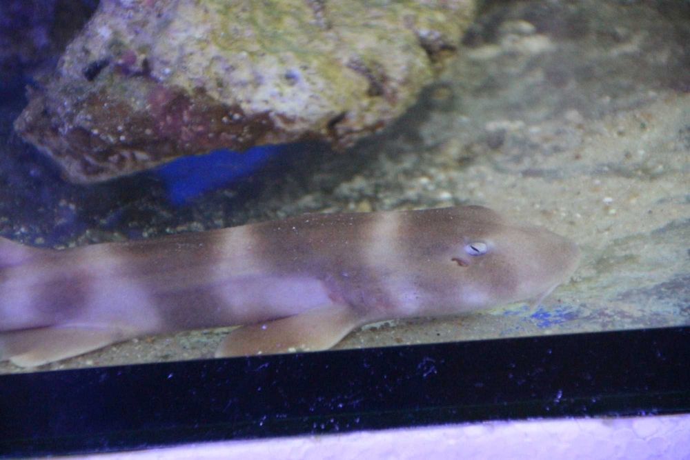 Chiloscyllium plagiosum Rekin Bambusowy. Morskie Rytro • OLX.pl