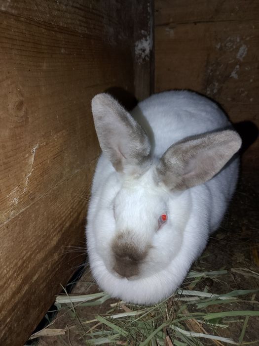Продам кролів Каліфорнійці