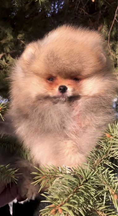 Хлопчик шпіц. КСУ.