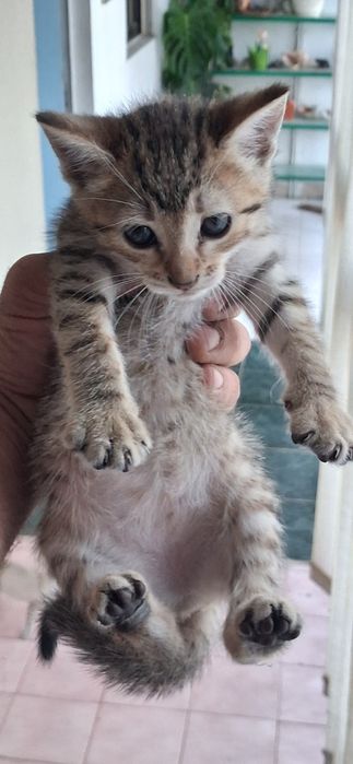 Gatinhos em adoção