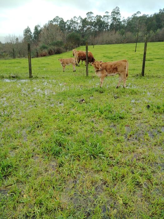 Vendo casal de vitelos