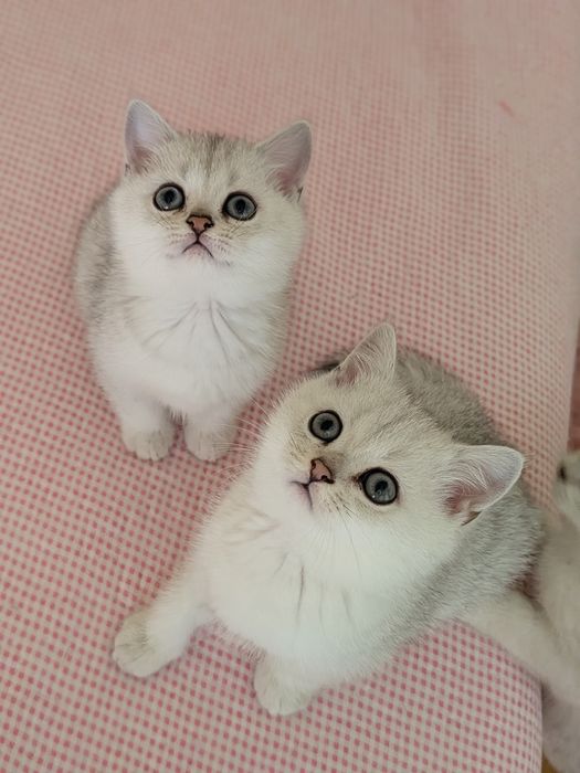 Gatinho Scotiish Straight