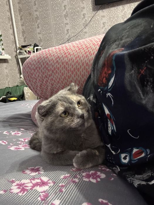 Вислоухая шотландская ласковая девочка котёнок в любящую семью