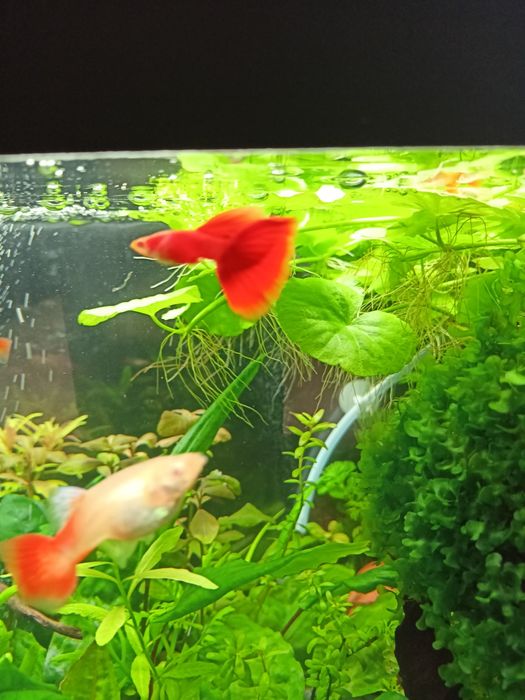 Gupik Full Red Albino (PARKA)