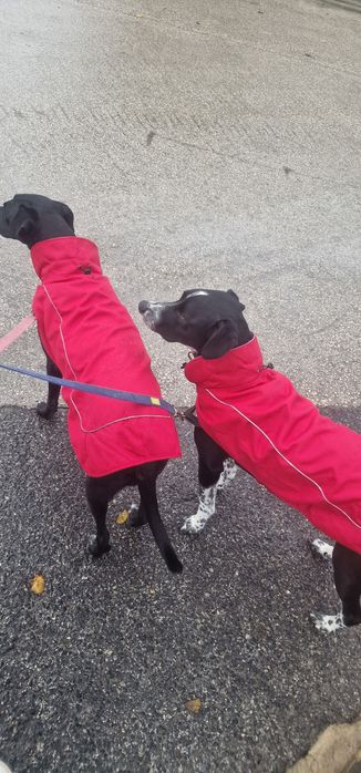 Capas impermeáveis para cão