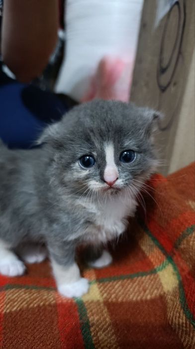 Кошенята веслоухі