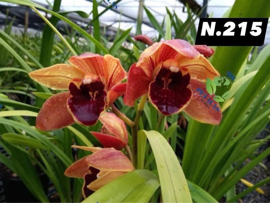 Orquídeas de Coleção a 9,50€ com 3/4 bolbos prontas a florir