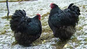 Молодые петухи орпингтоны