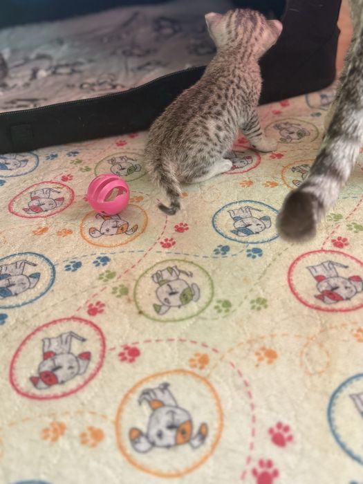 Kot Egipski Mau  mały gepard