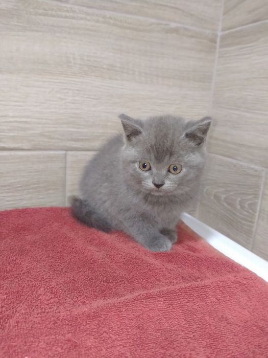 Британські малюки!