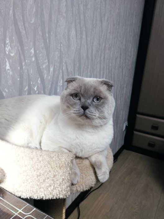 Шотландский вислоухий опытный кот ищет для вязки прямоухую кошечку