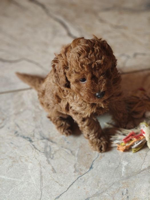 Pudel miniaturowy red