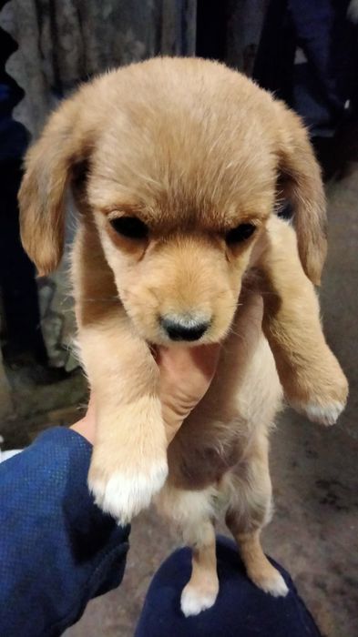 Отдам маленьких красавчиков.