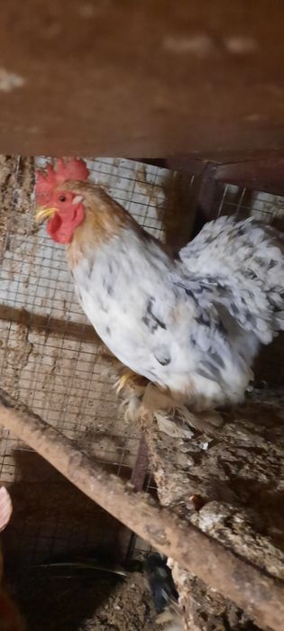 Півники карликового кохінхіна