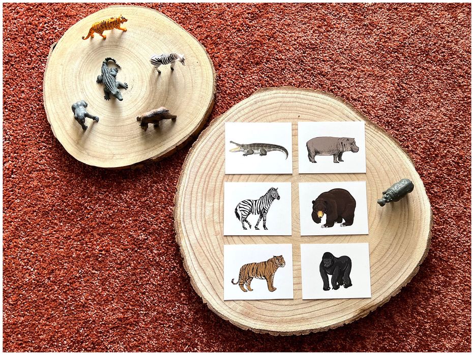 Animais da Selva - Montessori