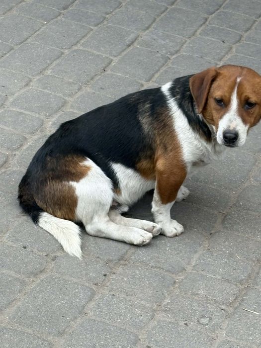 Fado szuka nowego domu !