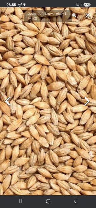 Jęczmień  jary browarny