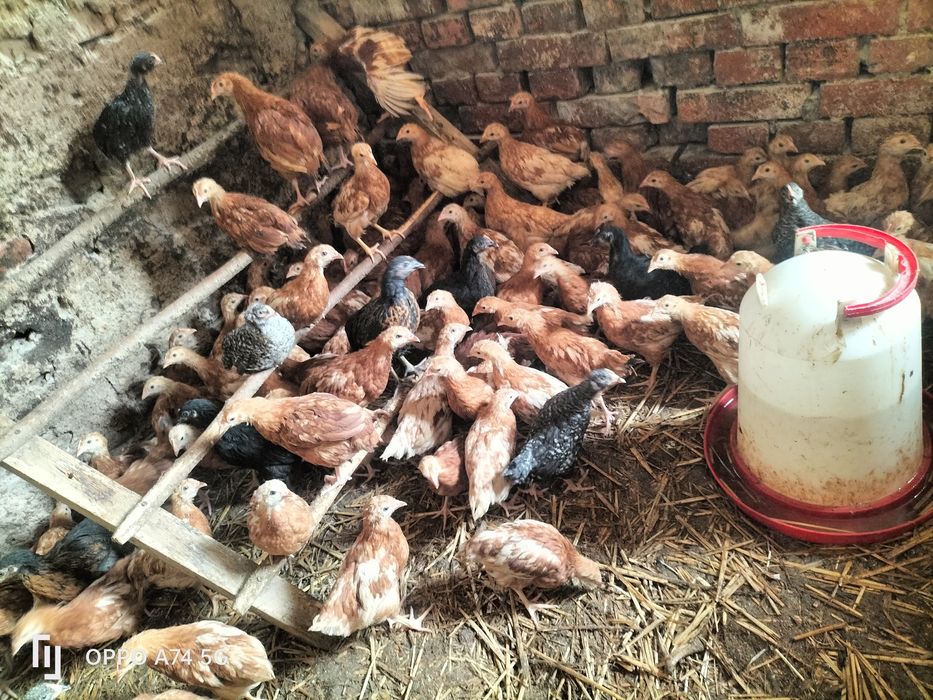 Sprzedam drób do chodowli