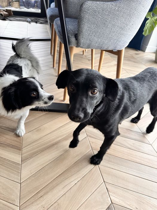 Niunia- delikatna sunia do adopcji.