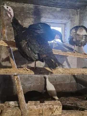 Indyki do sprzedania