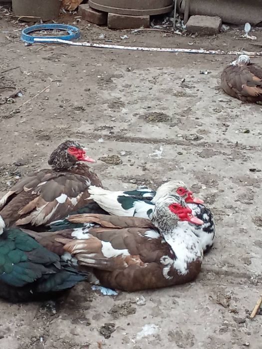 Молодые индоутки