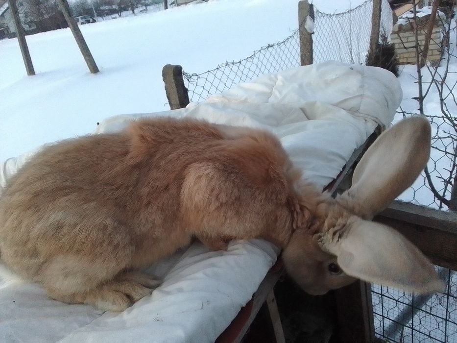 Sprzedam samca olbrzym belgijski witam mam na sprzedaż samca olbrzym b