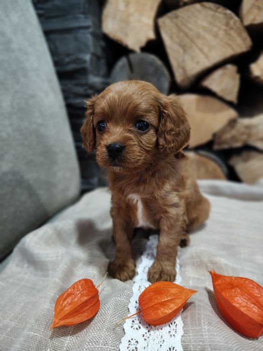 ***Cavapoo - suczka***